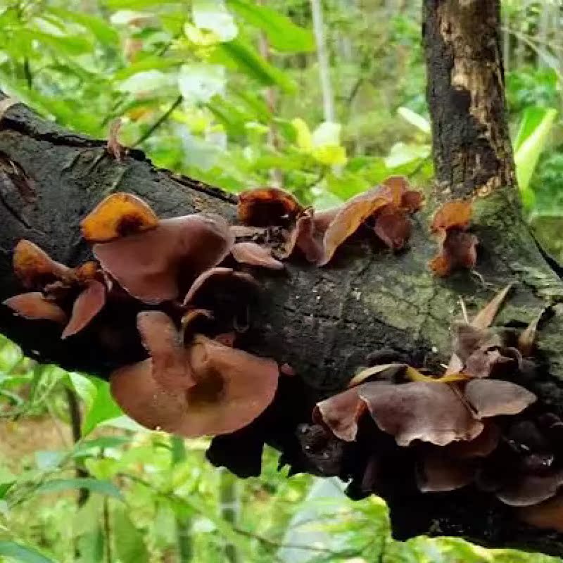 Shennonghe Chinese mainland Hubei special production black fungus 500g pure wild cloud ear special class