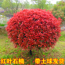 Autumn leaves heather sapling ball Flame red ball Garden greening plants four seasons Evergreen seedlings Wood-shaped fence Northern cold-resistant