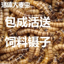 Farm Barley worm Arowana Turtle Lizard spider Pet live feed 500 grams net weight