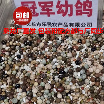 The Lord Dragon Dove Grain Champion Young Pigeon Breeding Feed Racing Pigeon Letter Pigeon Food New Pint Dragon War Dove Hot Pin 40