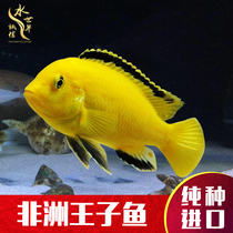 African Prince Fish Triple Lake Tzu Snapper Snapper Fire Bird Blood Drill Ruby Diamond The Sun God Blue Jasmine
