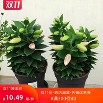 Fragrances floral seed balls Dorbud all season good to feed potted plants with flower buds indoor and outdoor flower seeds 