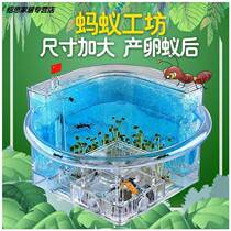 Ant Castle Workshop Send Ant Castle to Battle Edition Extra-large breed Ecobox Kingdom Ant Nest Small Ant Nest