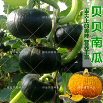 Beckham Pumpkin Seeds High Yield Japan Imported Big Green Bei Chestnut Vegetable Four Seasons Seeds Sweet Spring and Autumn Seeds