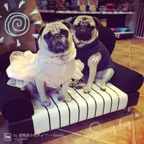 A temperament icons for small sofa ~ fan art dog home Magic pet sofa gou gou chuang Teddy nest