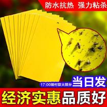 Fruit Fly Sticky plate flower garden Stained Paper Home Farmland Trap plate Trapping Small Fly Worm Dish deinsected patio Courtyard Vegetable Garden