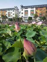 Wuyi Xuanlian fresh lotus lotus flower ornamental lotus fresh day pick flower bud 10 flower arrangement