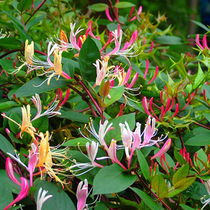 Climbing vine honeysuckle seedlings four seasons flowering evergreen planting red honeysuckle flower living room garden planting