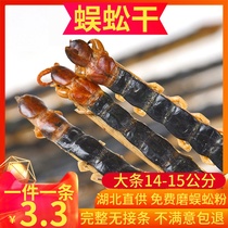 Selected Hubei red-headed centipede long 14-15cm Chinese herbal medicine centipede dry goods large centipede 50