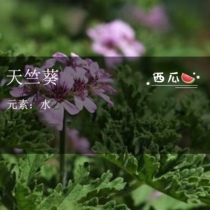 The geranium of the geranium