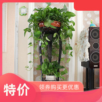 Wrought iron flower shelf living room placed potted plant multi-layer functional floor-standing two-layer Green rose single