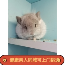 Chinchilla cub pet live standard Gray beige silver spot Multi-color optional Self-breeding Healthy relatives New store punch diamond