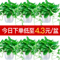 Green Luo hydroponic chlorophyte indoor formaldehyde flower long Vine big leaf Luo table small potted green plant good feed