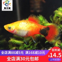 Fish City Golden Mickey fish live tricolor Mickey Mary fish Viviparous fish Moonlight Mickey fish Tropical fish live