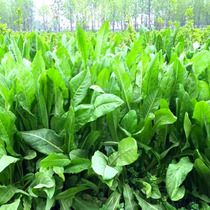 Forage seeds General chicory seeds North and South cold-tolerant high-yield breeding chicken duck goose sheep horse carp