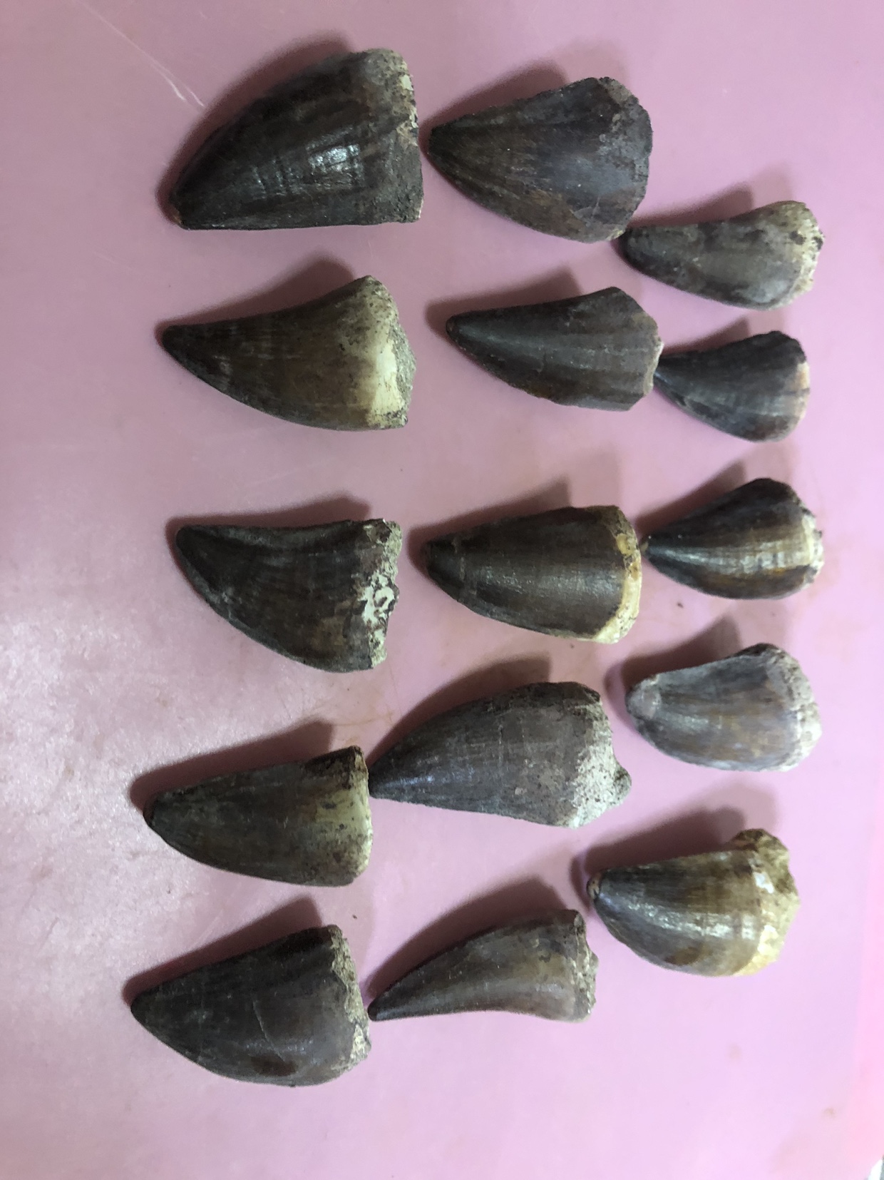 Large-scale mosaurus tooth fossil teaching specimen natural town house Zhaocai Masaolong tooth Cretaceous mosaurus teeth 4-5cm