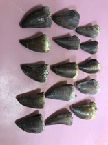 Large mosasauri fossil teaching specimen natural town house to attract wealth mosasaurus teeth Cretaceous mosasaurus teeth 4-5cm