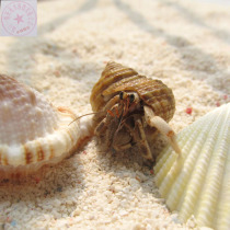 (Land Hosts Crab) New Hands Raised Pets Living Mini Micro-Crab Ornamental Crab 1-6CM Buy Three