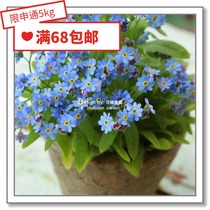 Flower edge Pickles imported flower seeds * forget-me-not * lovers stress Miro Norwegian forest mixed color 10