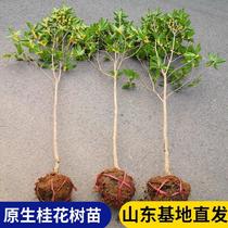 Osmanthus saplings native potted osmanthus saplings small bonsai green belt garden rural indoor cold-resistant family