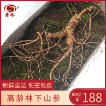 Fresh Changbai Mountain forest ginseng 20 years wild mountain ginseng Northeast specialty big old mountain ginseng fresh ginseng gift box high-grade