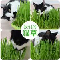 Cat grass hydroponic cat grass seed planting set cat hair cream hair removal ball conditioning stomach cat snacks cat mint
