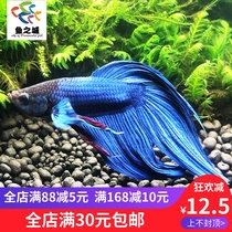 Douyu Betta live Betta live ecological bottle ponytail Betta ponytail Betta ponytail Fish Lion King Betta live ornamental fish