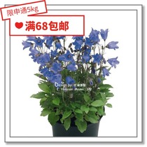 Flower edge Pickles imported flower seeds * German Bellflower * Breeze 5 pellets