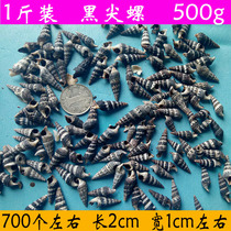 Natural conch shell small cone snail black pointed snail fish tank aquarium aquarium landscaping platform wall stickers decoration