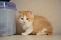 Full 99 yuan package fast-make up the postal fee how many yuan to shoot how many yuan