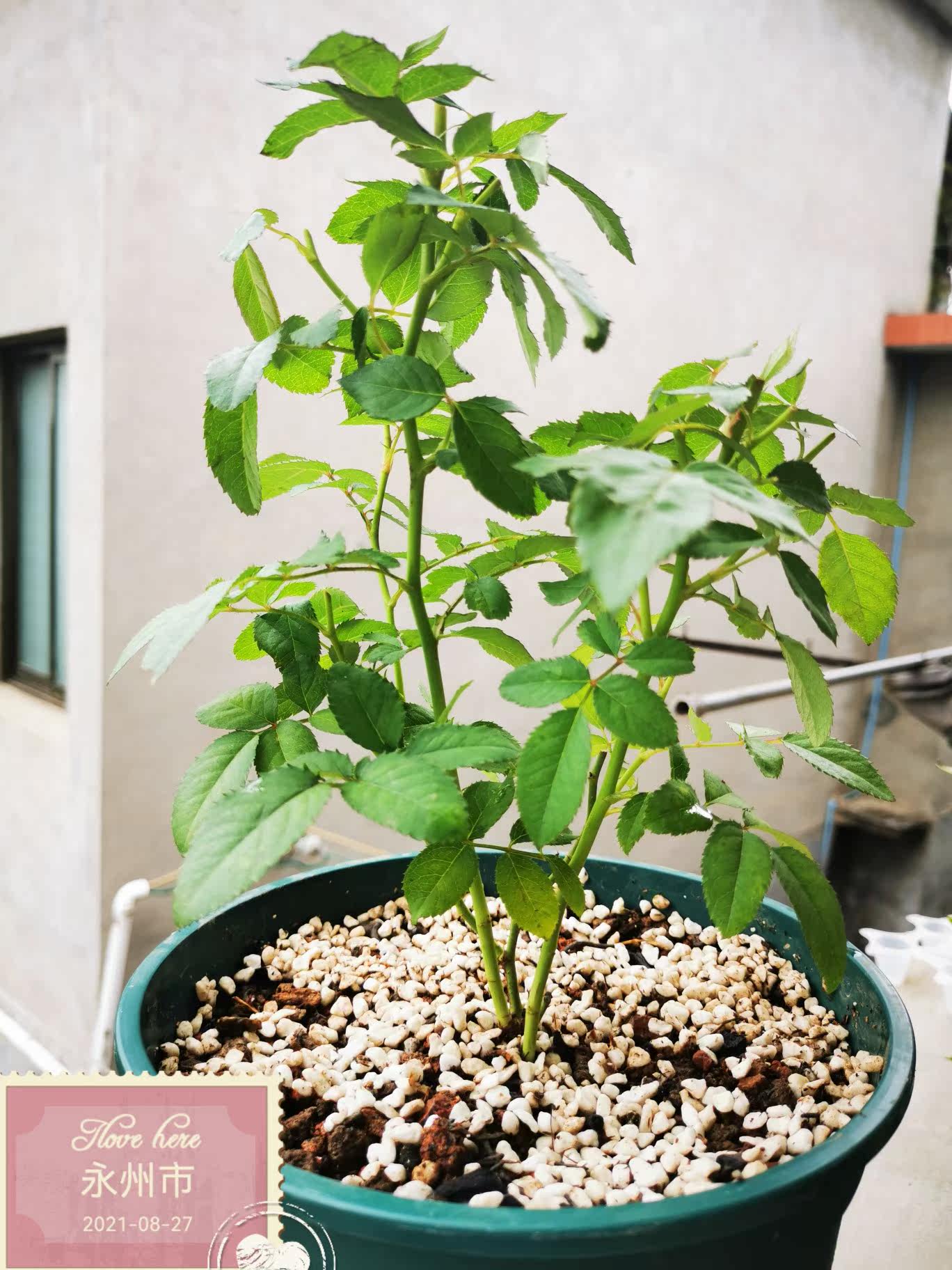 真实测评微月海神王花卉好不好呢？请问怎么样？内行分析实际情况