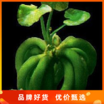 Aquarium water straw Jiao banana grass (bare) in the foreground fish tank water grass to build