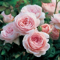 Rose Queen of Sweden Classic European Moon Shrubs Garden ground flowers Green plant buns type flower plants potted