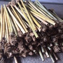 Shakuhachi material Nanxiao material Guizhu Shakuba material Guizhu material Guizhu material