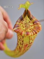 Spoon-leaf nepenthes cross-species x collection Small Cordyceps hall Insectivorous Oviparous upper Bosch Rob Cantley