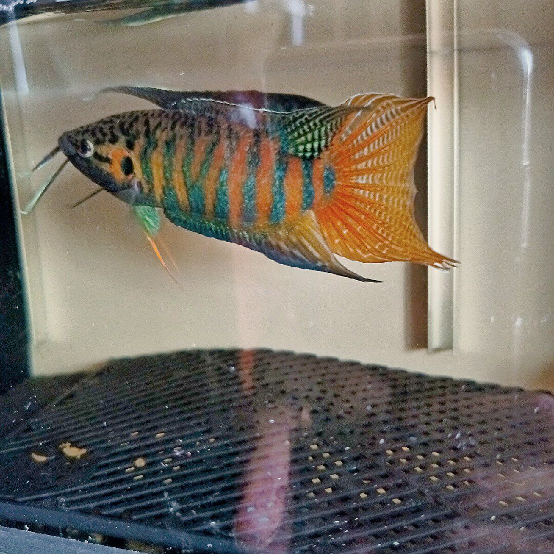 有渔斗鱼店