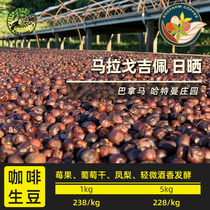 Panama Hartmann Manor Maragogipe Sun-dried Ecofarm Green Beans 2021