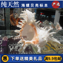 Natural conch shell thousand hand snail unicorn snail home platform Fish Tank Aquarium aquarium landscape starfish shooting props