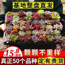 Peach egg jade dew ruby chihuahua xiuyan flower gardening potted plant