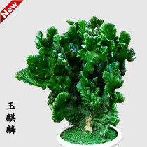 Color Jade Unicorn fleshy fairy potted green plant unicorn Palm bonsai anti-radiation formaldehyde absorption good plant flowers