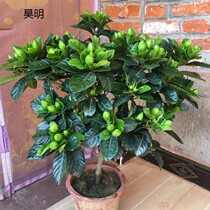 Gardenia potted plant big leaf sapling with flower bud flower single pole big flower Four Seasons flowering old pile indoor flower