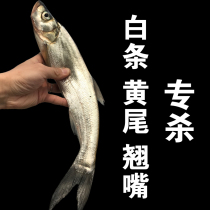 Thick fishy reservoir bait material Horse mouth special fishing wild fishing formula White bar red and yellow speed fishing water fish string hook warped mouth tail white silk