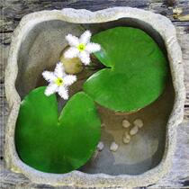 Lotus Leaf Lotus Boiling Water Cultivated Cement Lotus Leaf Garden Pool Breeding Desk Floating Water To Cultivate Sleeping Lotus