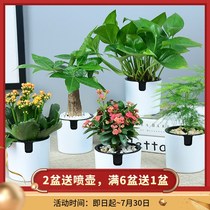 Potted plants Indoor potted plants Autumn real flowers Small bonsai easy to live well hydroponic green flower home