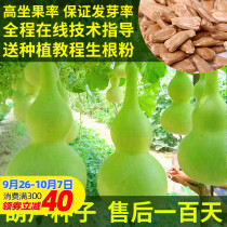 Gourd seed encyclopedia man playing gourd seeds shou nian King giant Super ya yao eight ants stomach scoop melon seeds