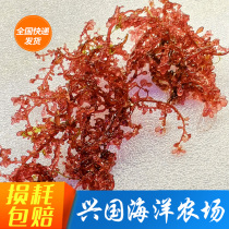 Red Grape Algae Living Sea Algae Coral Vat Algae Cylinders Fast Propagation Absorb NO3NO2 Red Seaweed Packets Live