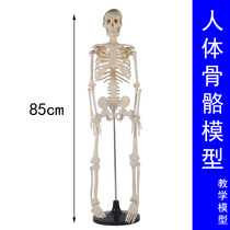 Human skeleton model (85cm) whole body with stent teaching biological experiment detachable bone skeleton J3302