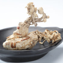 Selection of golden cicadas 250 gr New stock Bamboo Forest Know Flowers Can Be Made Pink