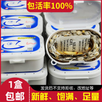 Grape Honey Worm Bait Corn Worm Living Fishing Bait Large Wax Borer Larva Bait Climbing Spoonfish Bird Worm Food