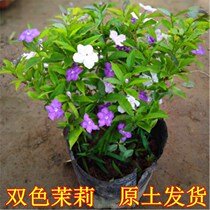 Bicolor Jasmine Potted Bicolor Flowers Miao Mandarin Mandarin Flowers and Jasmine Flowers Balcony Indoor outside potted aromatic flowers